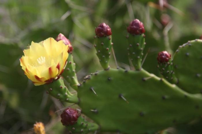 仙人掌剪斷 仙人掌剪斷