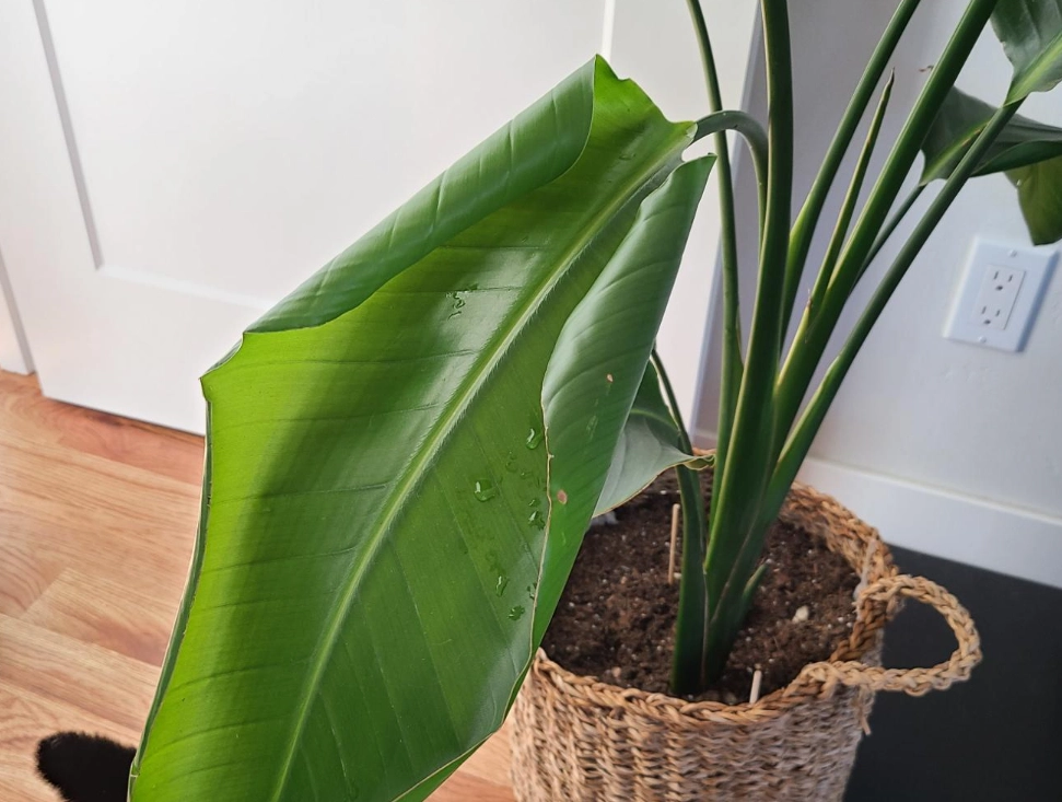 天堂鳥葉子捲起來