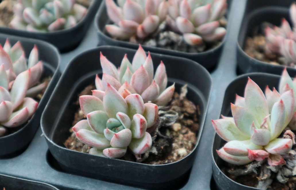 多肉換盆澆水 多肉換盆澆水