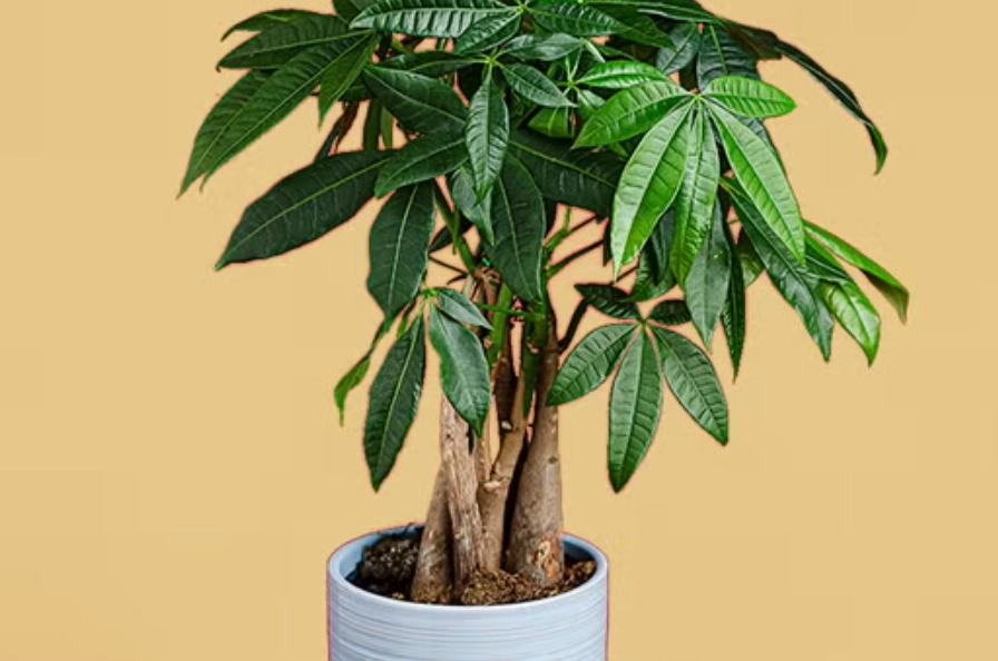 發財樹如何修剪 發財樹如何修剪