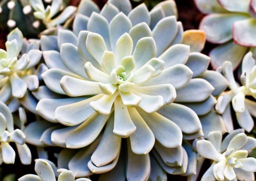 多肉植物好處
