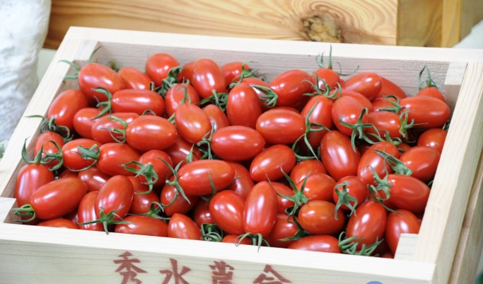 小番茄結果 小番茄結果