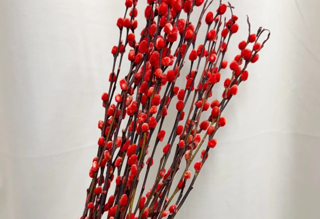 銀柳乾燥花 銀柳乾燥花