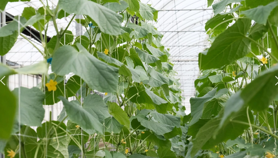 小黃瓜種植摘心 小黃瓜種植摘心