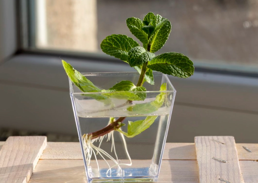 水耕薄荷長不大