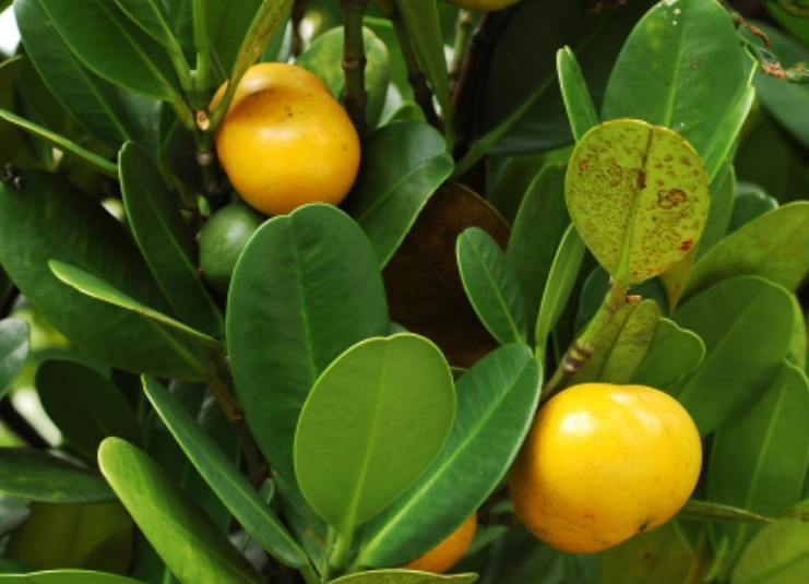 福木果實用途 福木果實用途