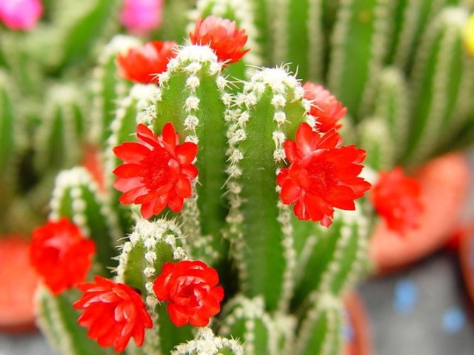 仙人掌種子怎麼種