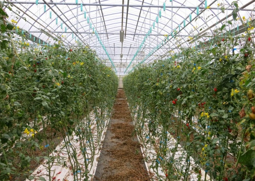 番茄棚架怎麼搭