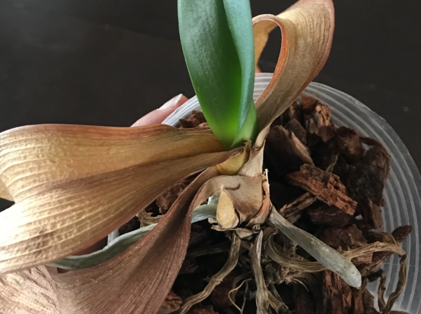 蘭花 枯萎 原因