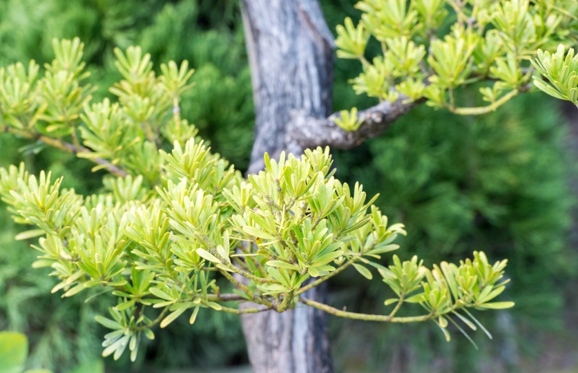 羅漢松修剪教學