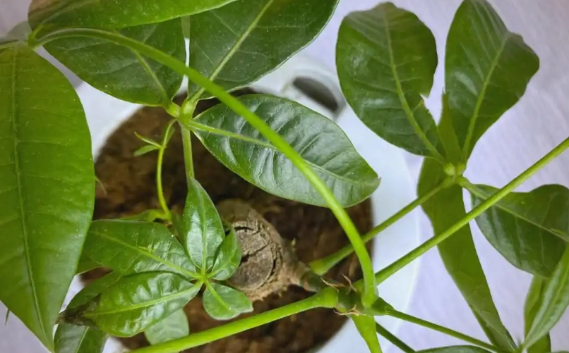 發財樹肥料 發財樹肥料