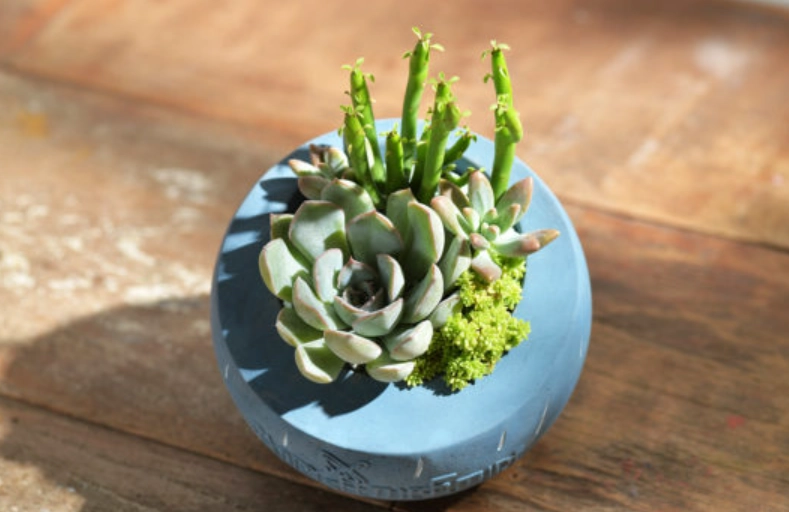 適合室內的小盆栽