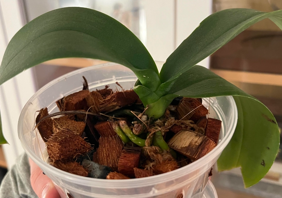 蝴蝶蘭樹皮澆水