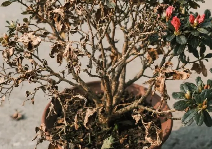 盆栽植物枯萎
