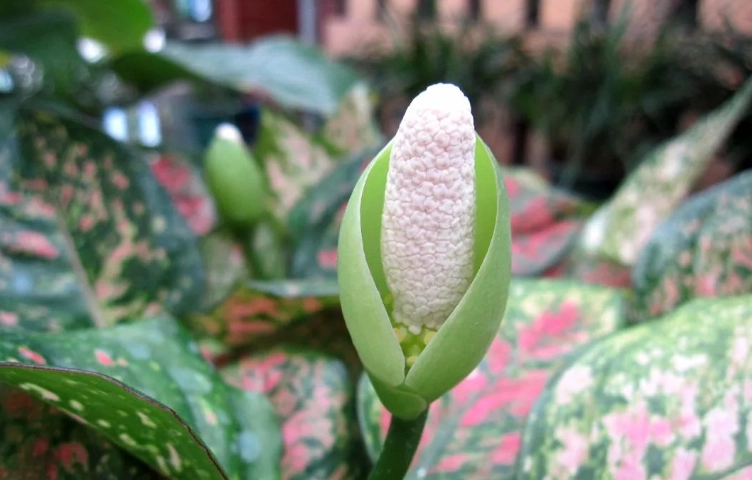 黛粉葉分株 黛粉葉分株