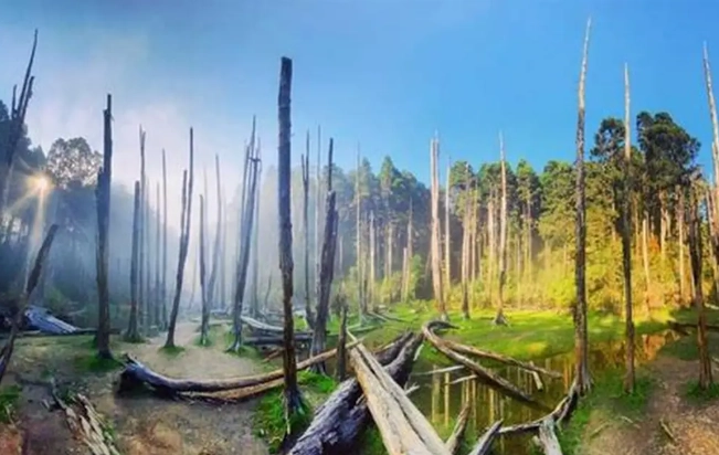 忘憂森林走多久