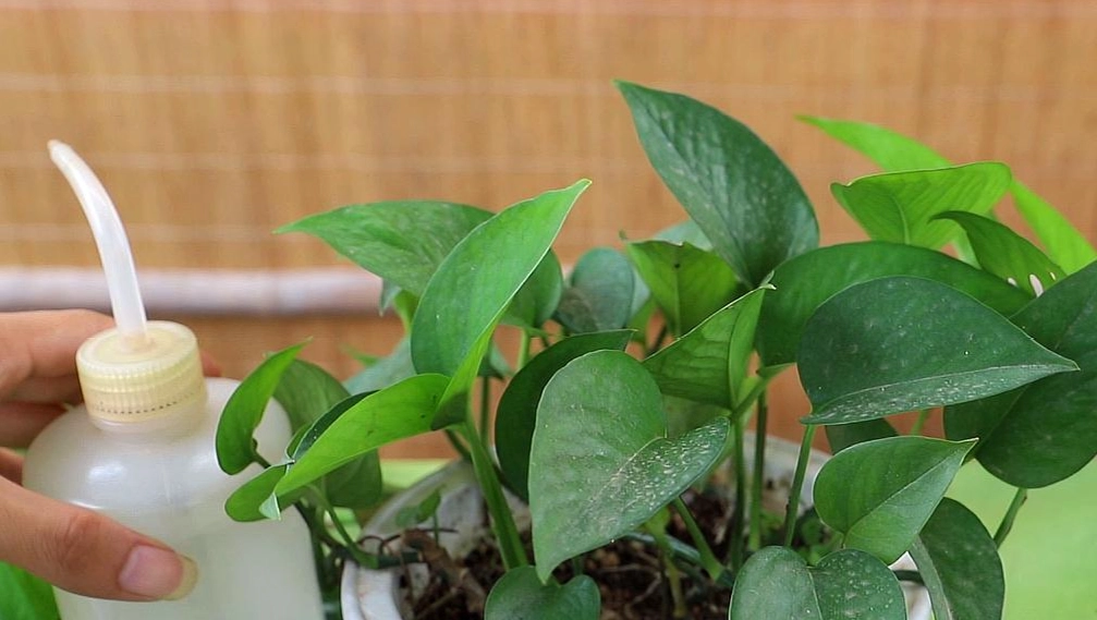 松蘿澆水 松蘿澆水