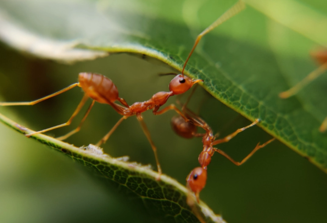 海葡萄長螞蟻 海葡萄長螞蟻