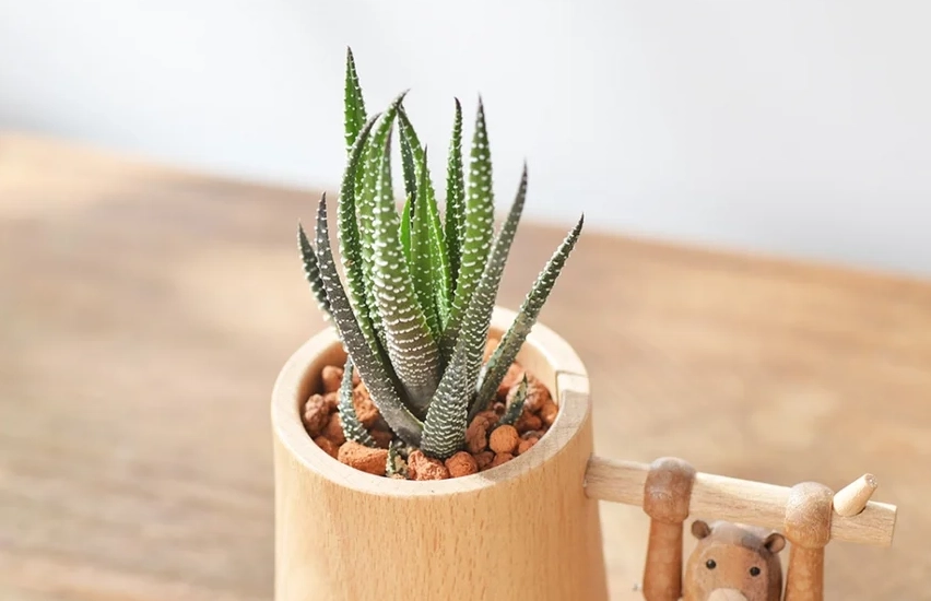 辦公室植物多肉