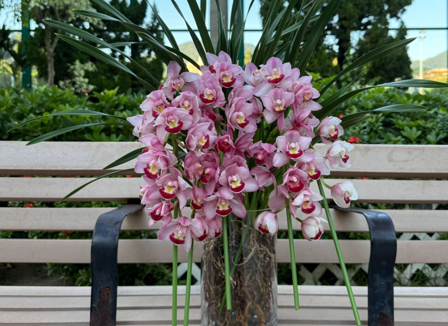 水種蘭花的方法