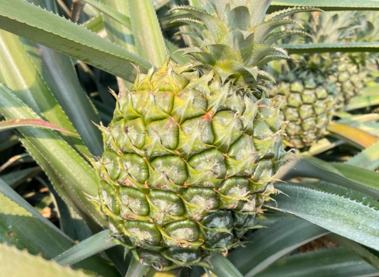 菠蘿如何結出果實