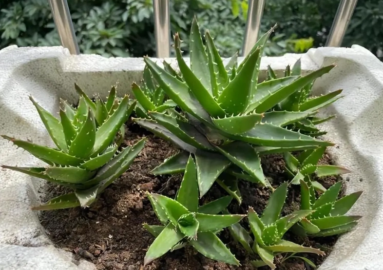 植物可以 幾天不 澆 水