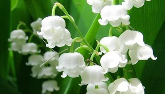 代表自由的花 代表自由的花