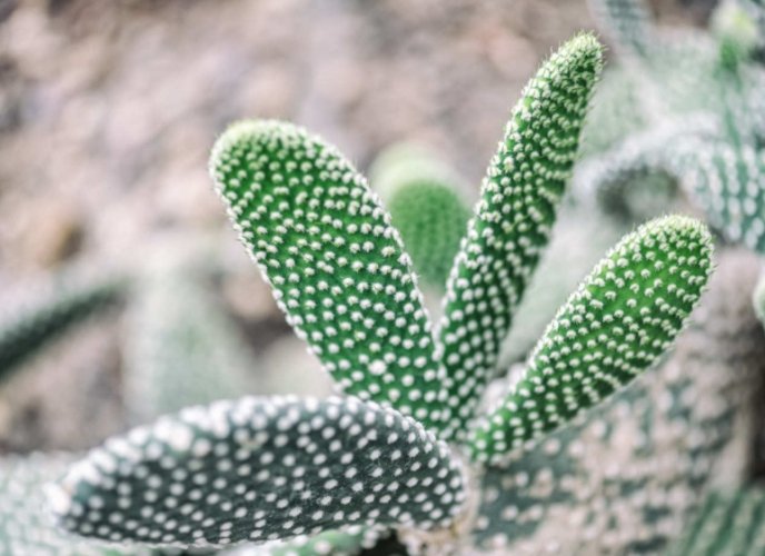 仙人掌放客廳 仙人掌放客廳