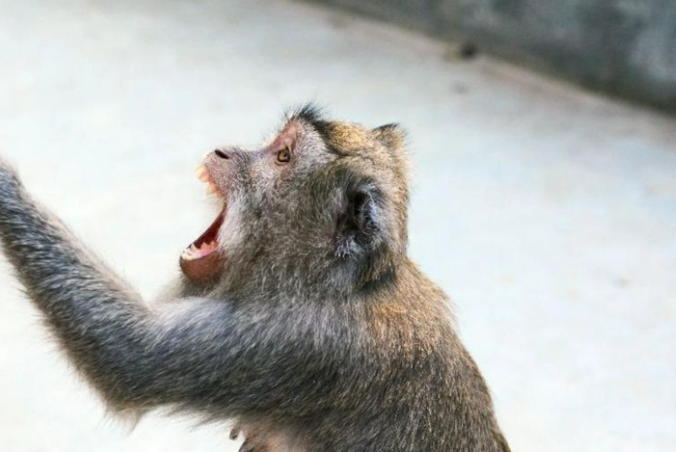 夢到猴子攻擊 夢到猴子攻擊