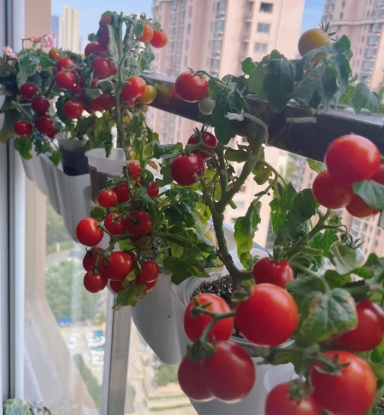 室內種蕃茄 室內種蕃茄