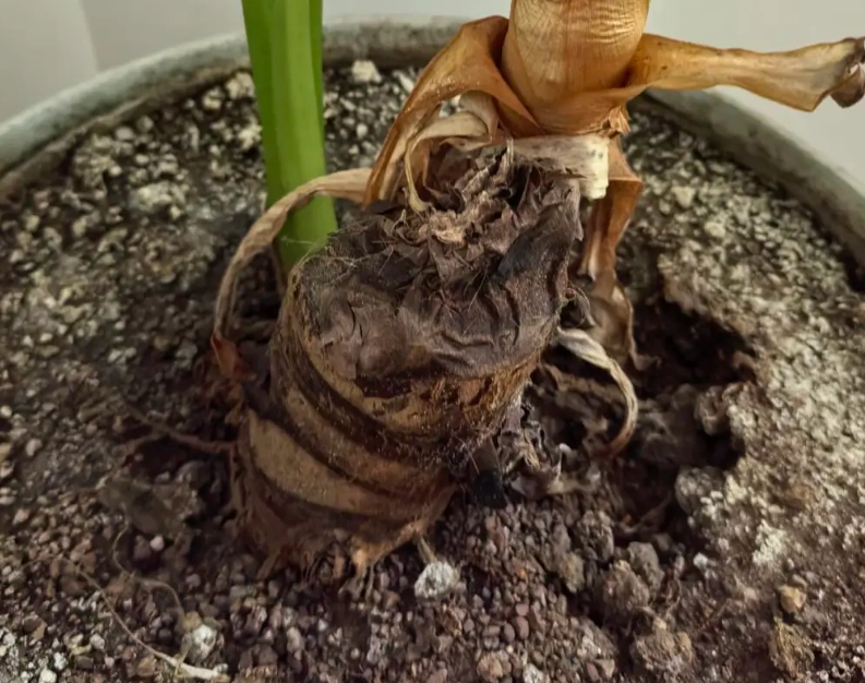 土上面有白白的