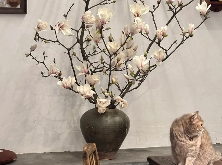 玉蘭花盆栽 玉蘭花盆栽