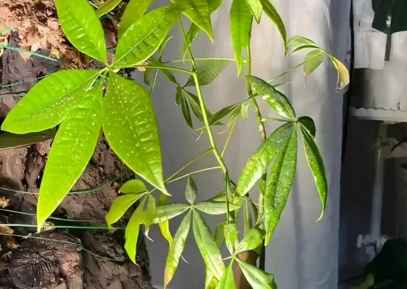 富貴樹葉子變黃