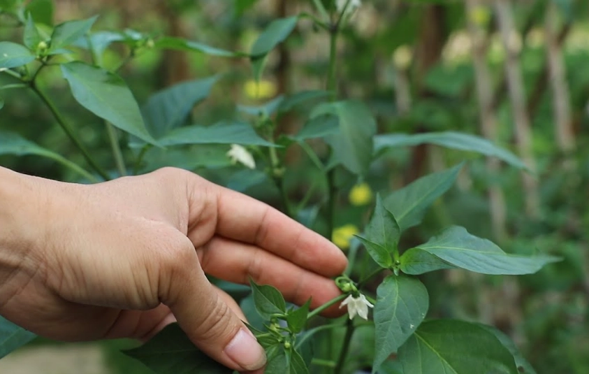 如何讓辣椒開花結果