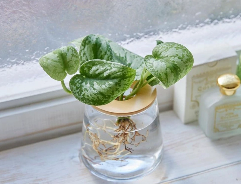 水培觀葉植物完整指南：從零開始到疑難解答，打造你的室內綠洲