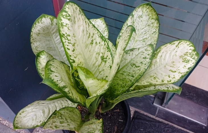 花葉萬年青有毒嗎 花葉萬年青有毒嗎