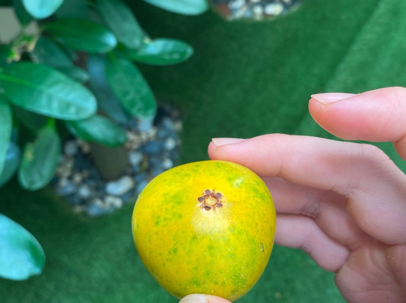 福木果實有毒嗎