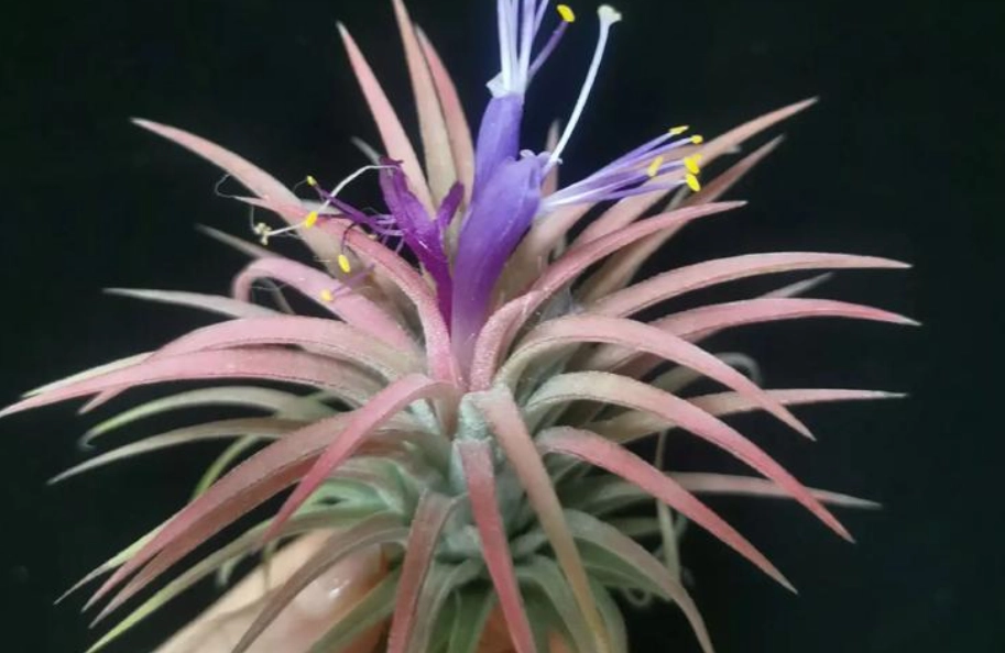 空氣鳳梨開花時間