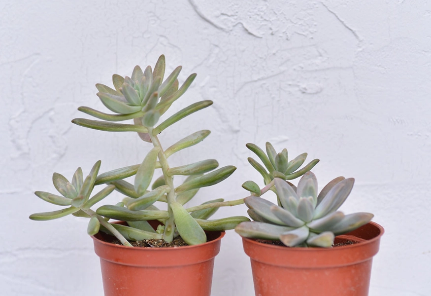 多肉植物徒長怎麼辦