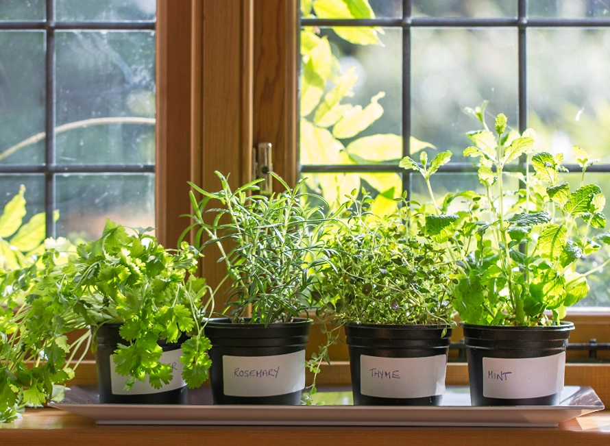 室內香草植物