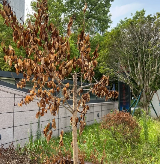 樹木枯萎如何救