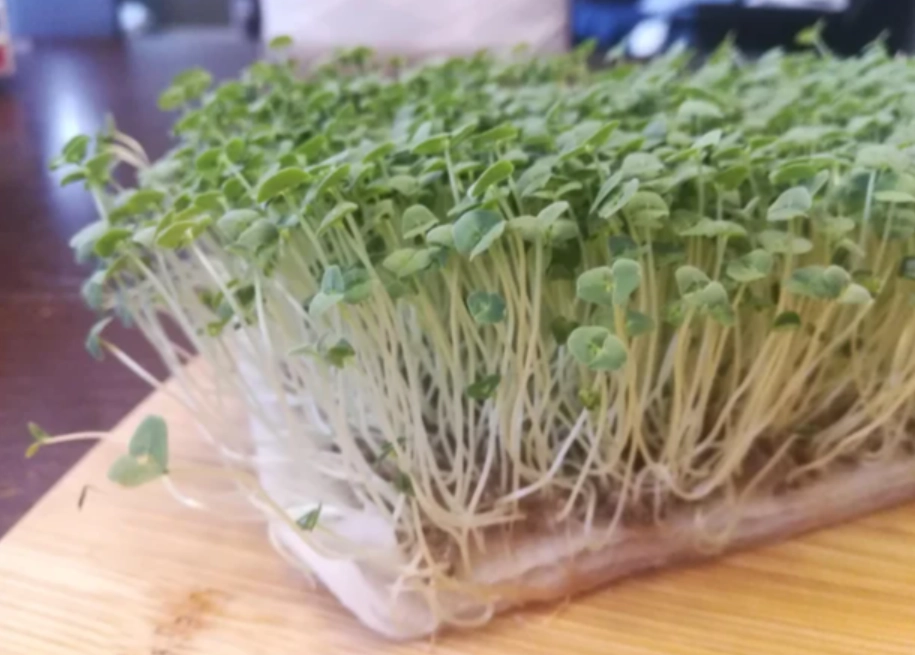 解锁奇亞籽芽營養：完整指南、發芽技巧與常見誤區