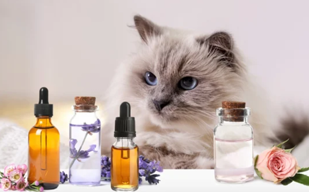 貓咪薰衣草精油 貓咪薰衣草精油