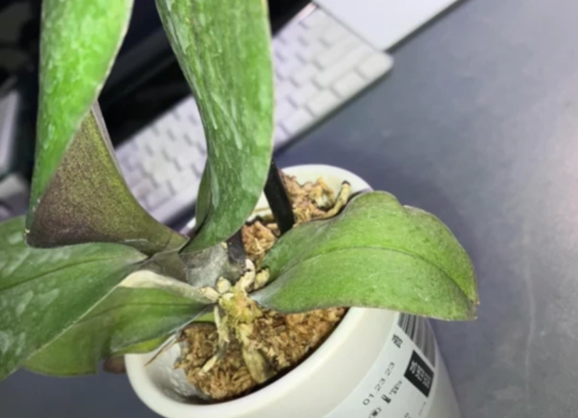 蝴蝶蘭葉子皺皺