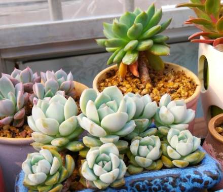 多肉葉孵多久發芽