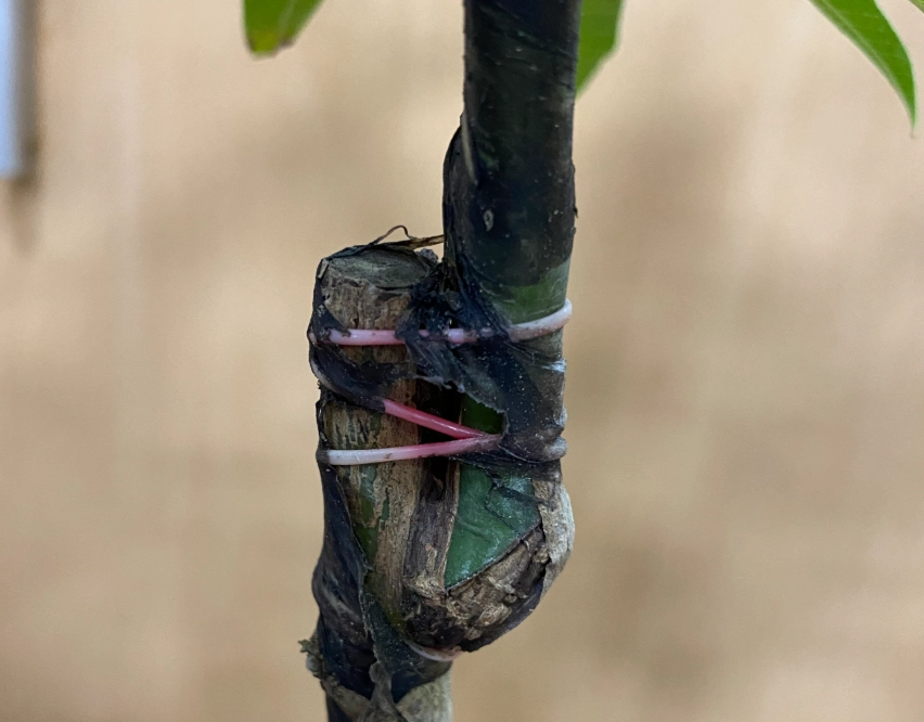 芒果嫁接苗
