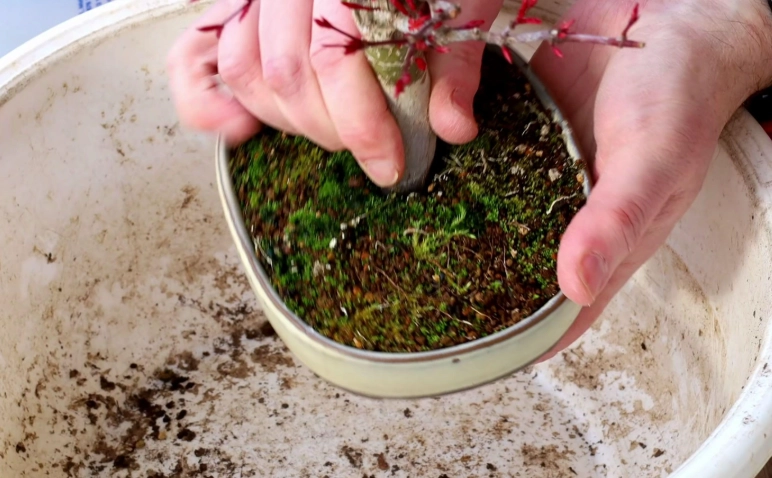 盆栽換盆教學 盆栽換盆教學