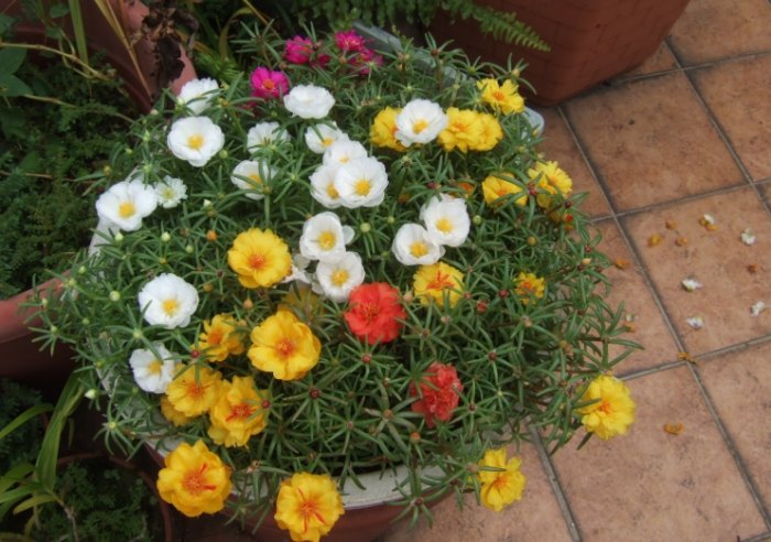 馬齒莧花可以吃嗎