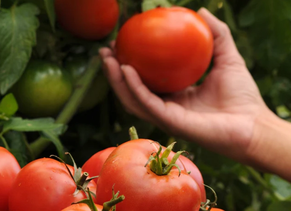 大番茄品種介紹