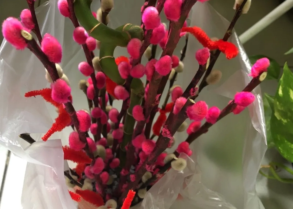 銀柳可以種嗎 銀柳可以種嗎